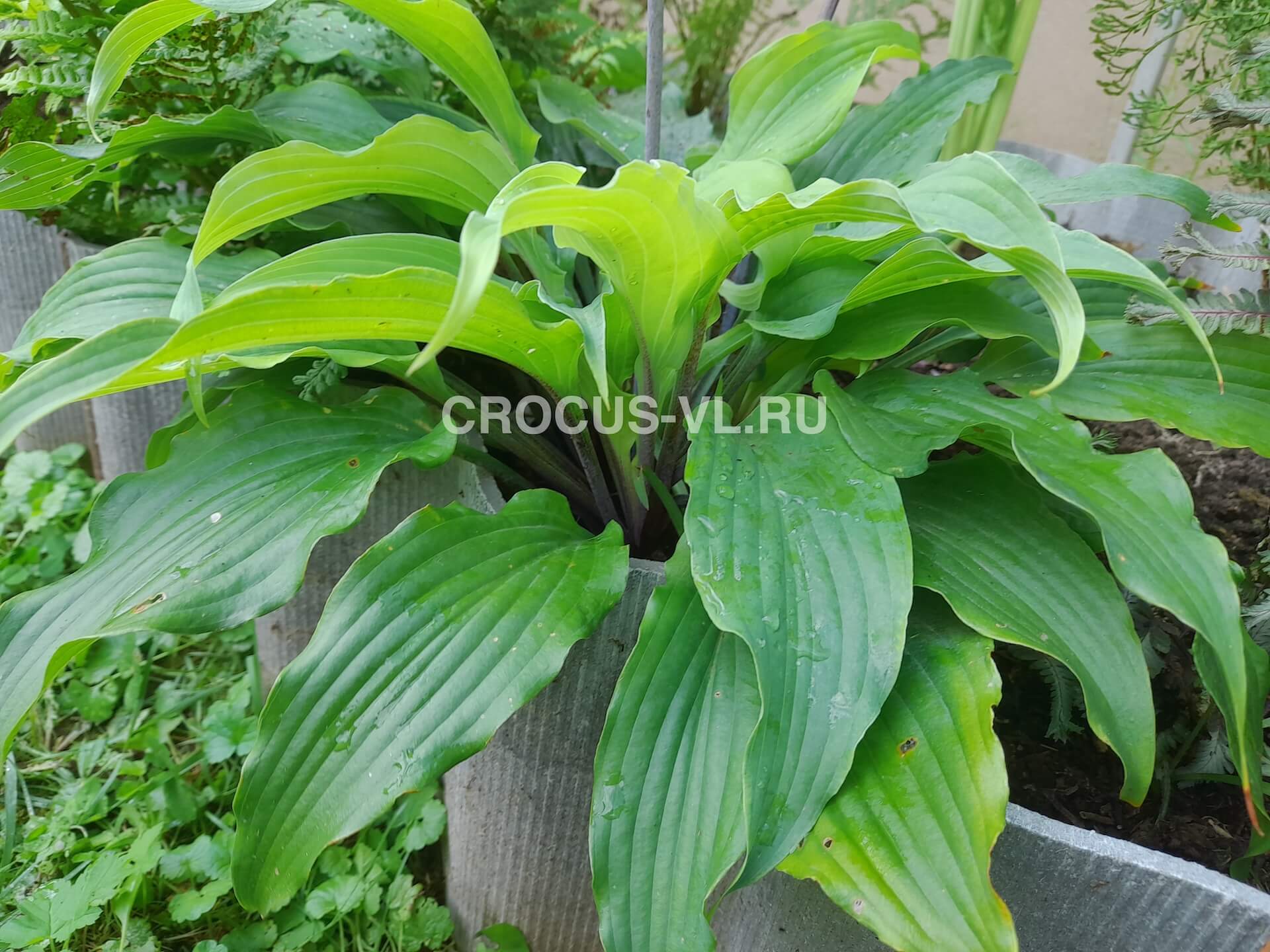 Хоста гибридная «Annabel Lee»